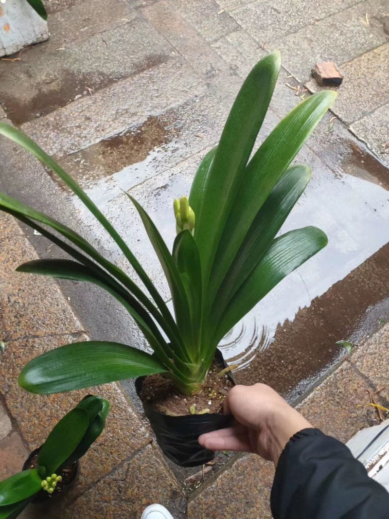 君子兰观叶植物净化空气缓解眼疲劳
