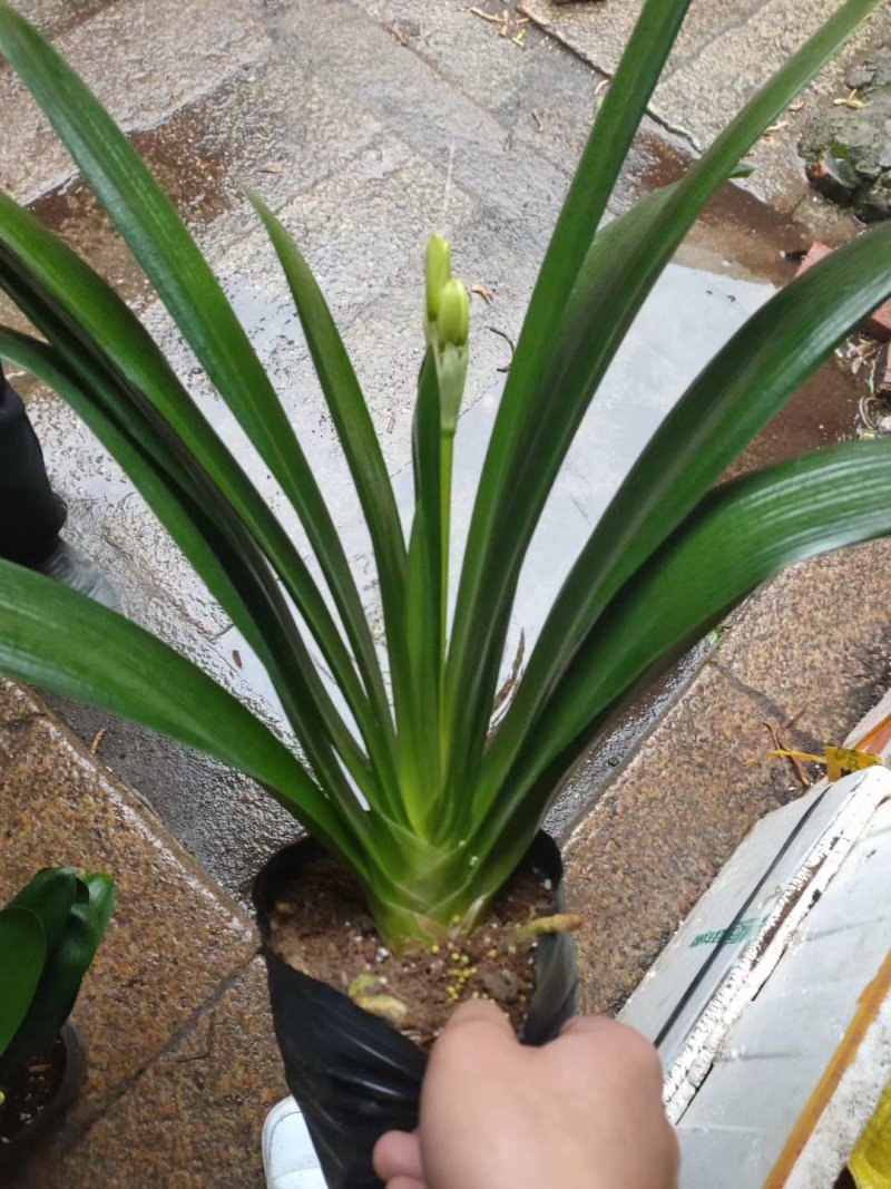 君子兰观叶植物净化空气缓解眼疲劳