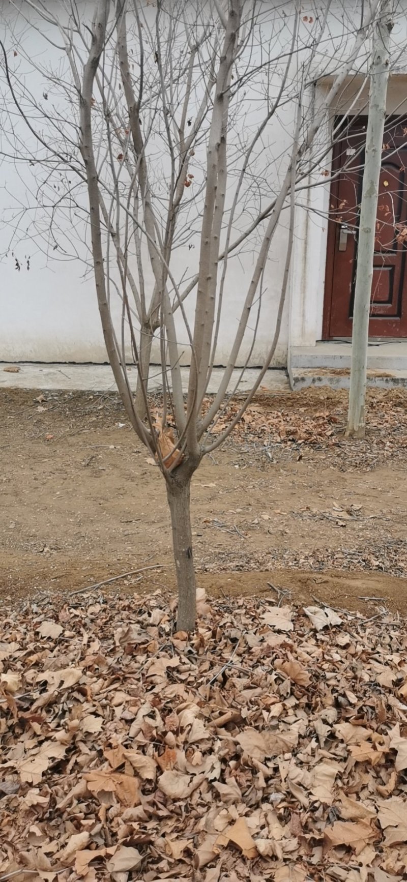 黄栌，土球，裸根，带盆，都有，量大，常年发货到全国各地，