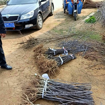皇冠梨树苗装车
