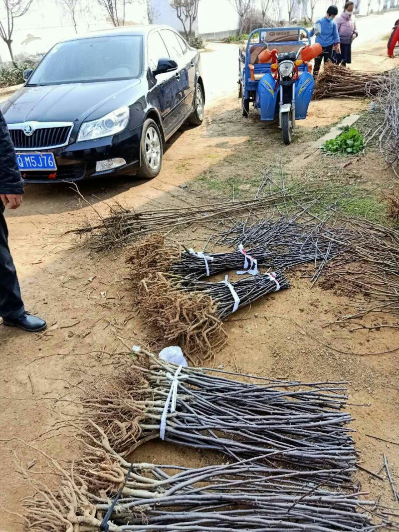 皇冠梨树苗装车