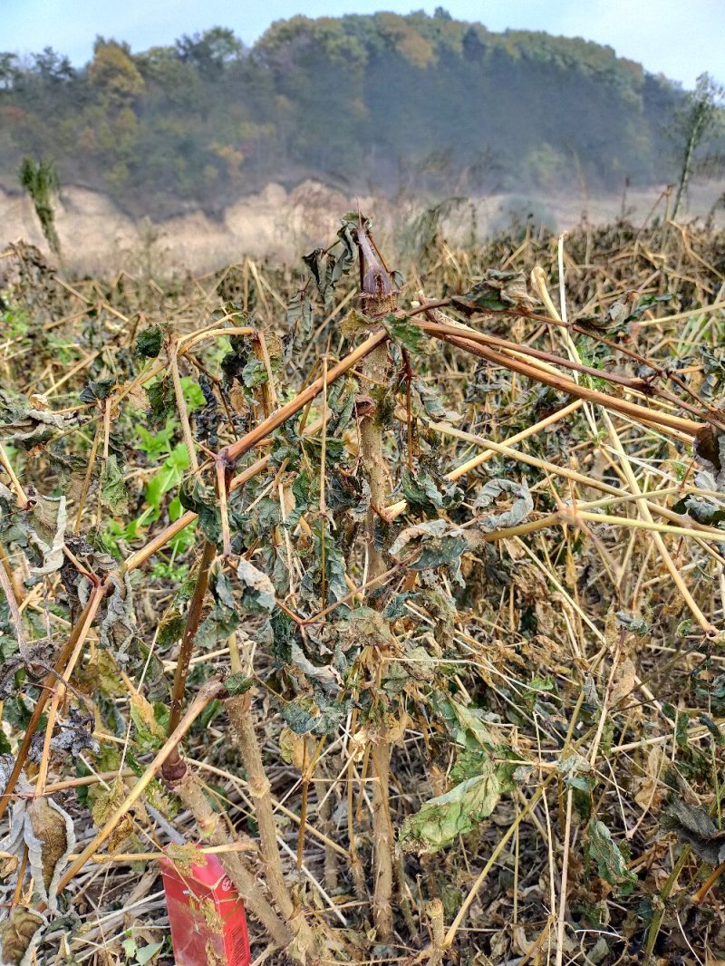 山野菜，刺嫰包刺嫩芽苗基地一手货源大从优现挖现发放心苗