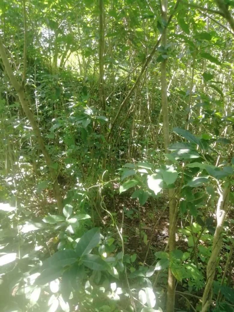 黄葛树苗基地自产直销