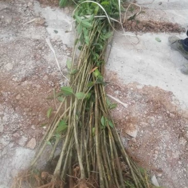 黄葛树苗基地自产直销