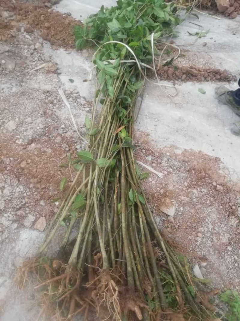 黄葛树苗基地自产直销