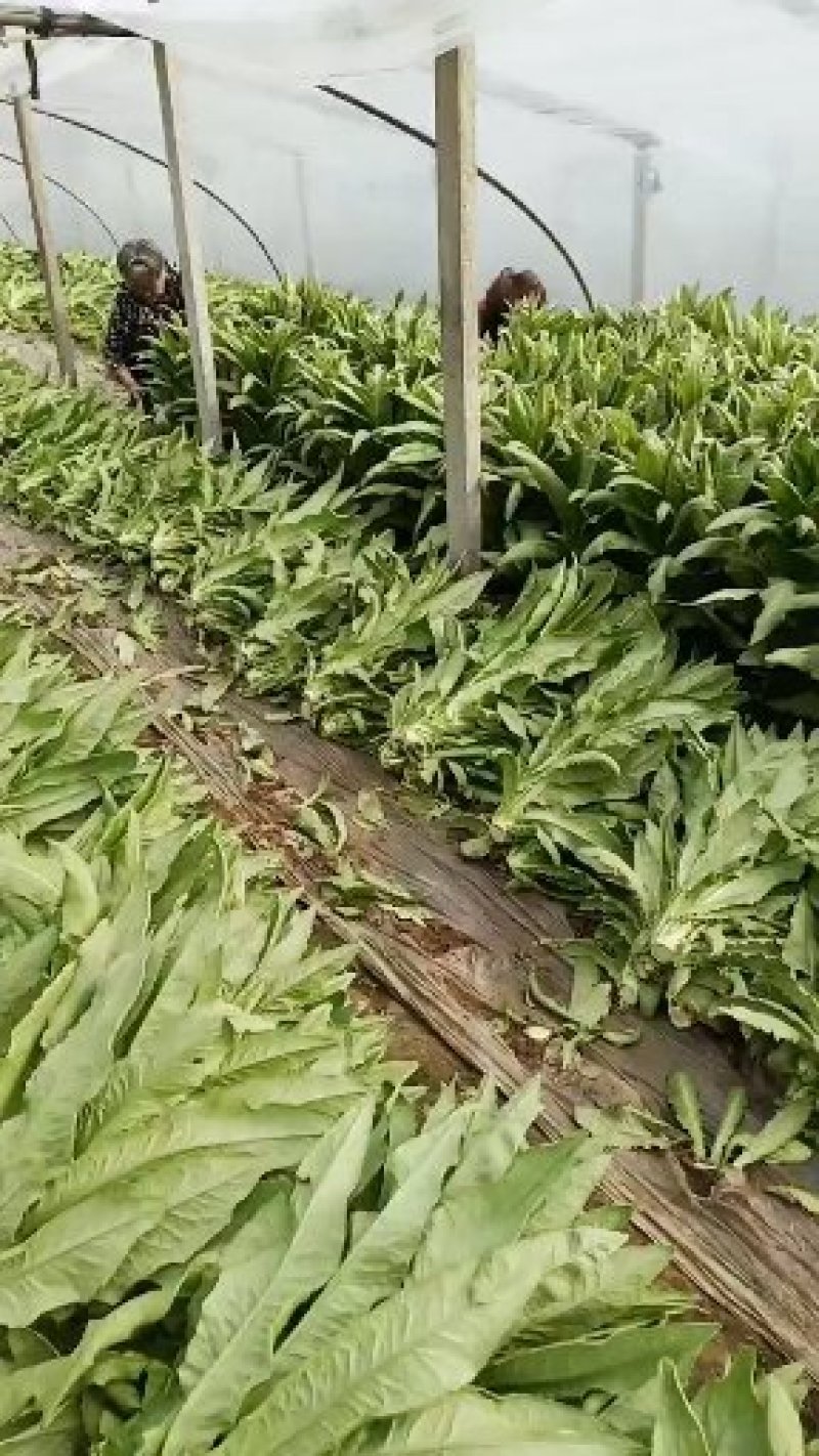 三青皮莴苣
