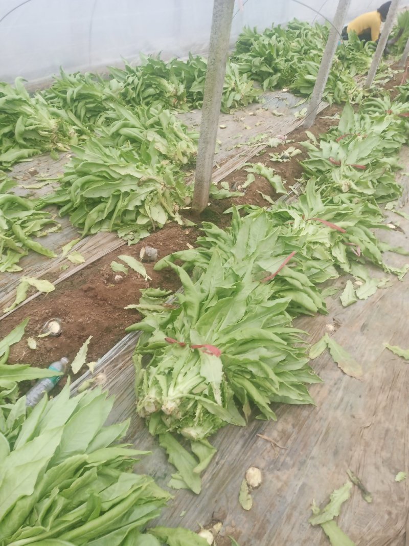 三青皮莴苣