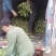 青卅三青皮莴苣