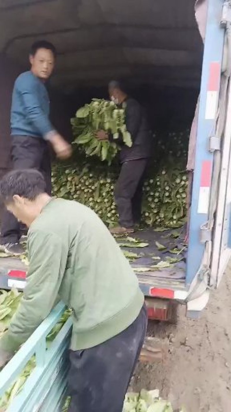 青卅三青皮莴苣
