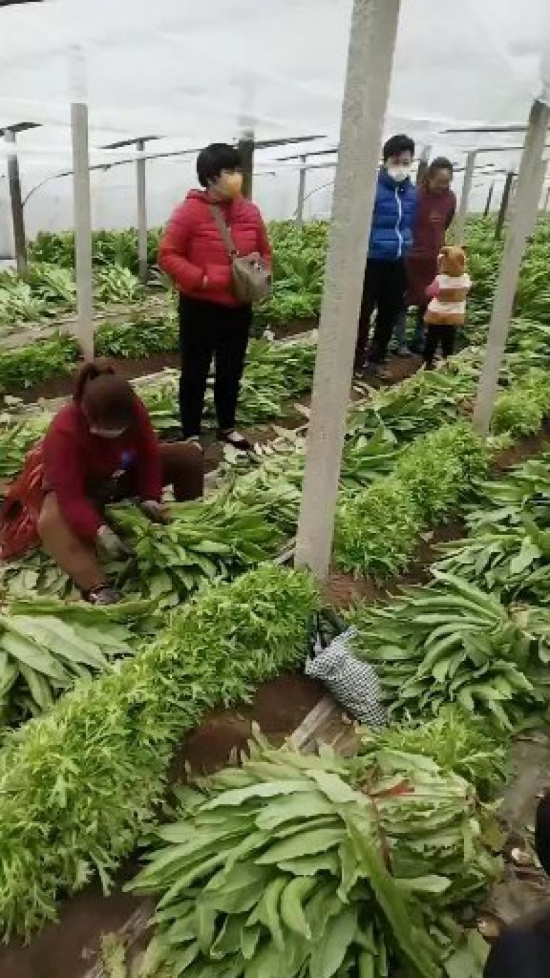 青卅三青皮莴苣