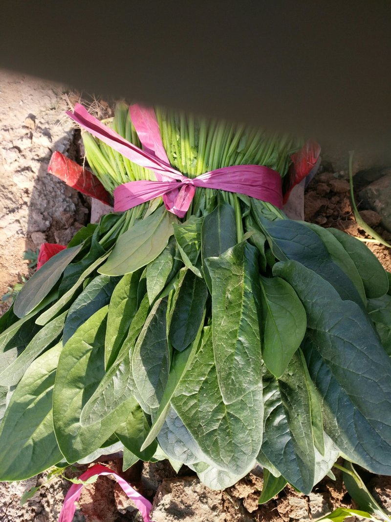 大叶菠菜，产地直发，大量上市中，欢迎各地采购商前来联系