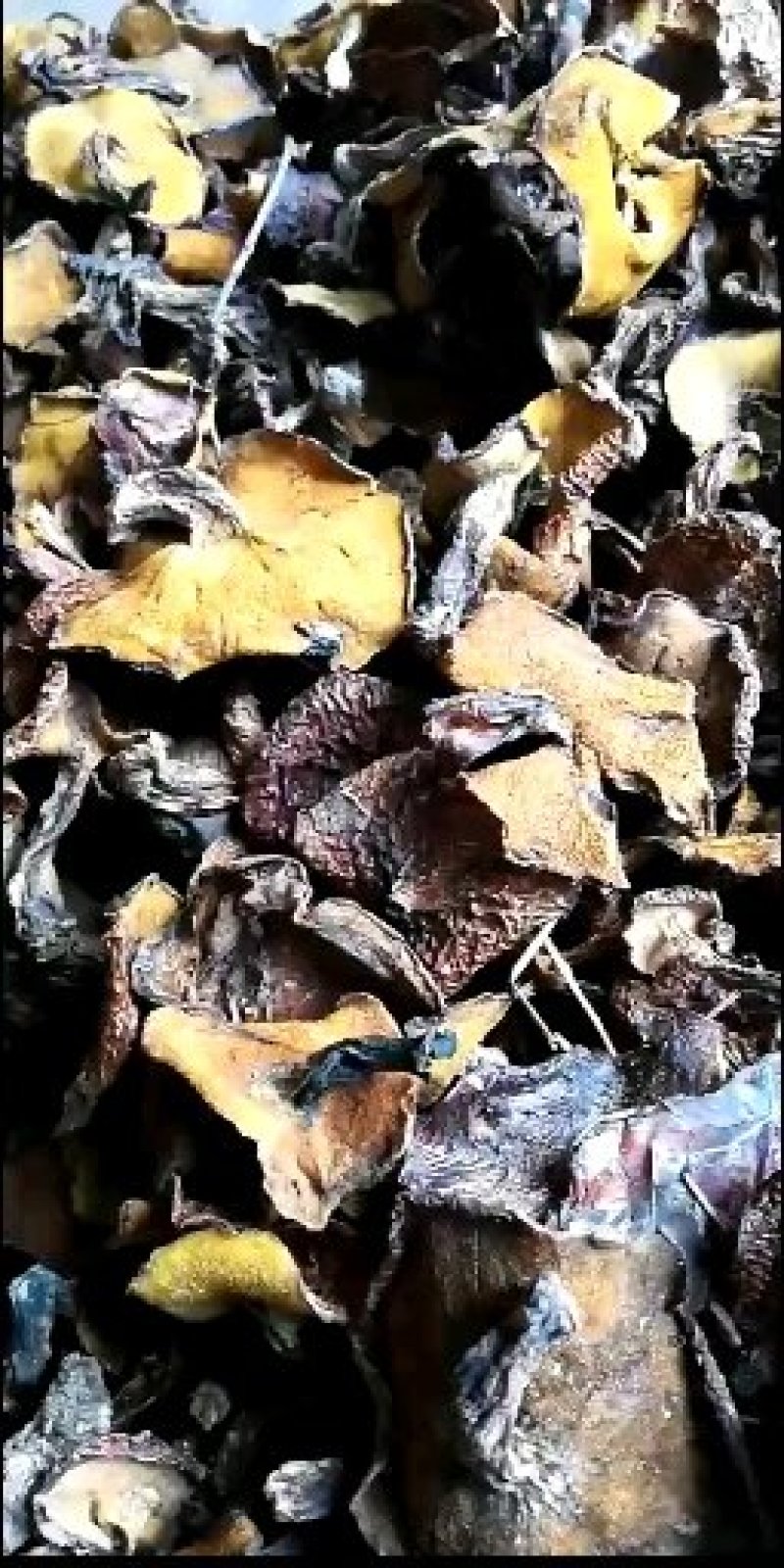 松蘑秋板剪根无虫洞过筛自然晒干气味浓香。