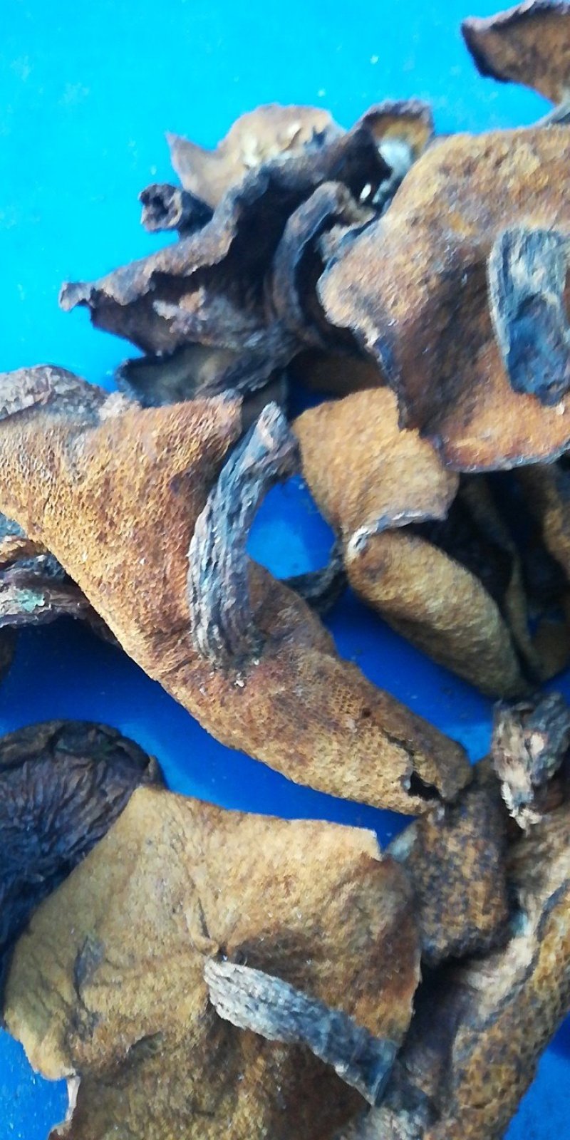 松蘑秋板剪根无虫洞过筛自然晒干气味浓香。