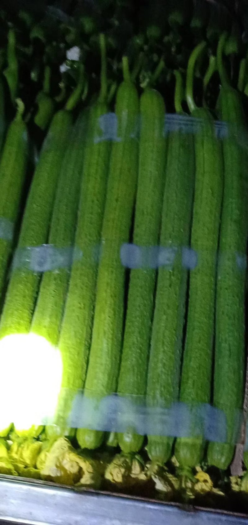 连云港，鲜花丝瓜，精品