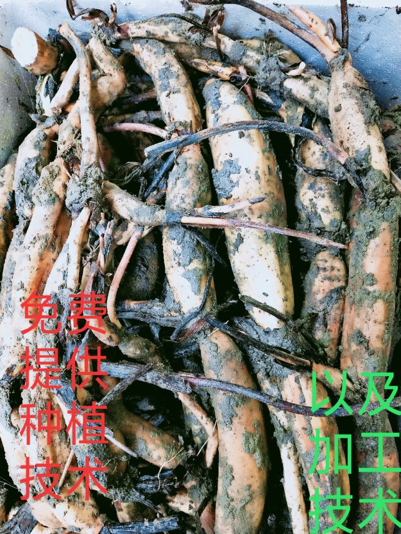 太空26号莲子种苗，质量求生存，信誉留客户。