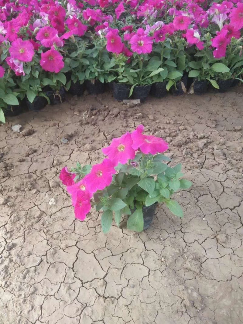 牵牛花造型工程绿化，矮牵牛，垂钓牵牛，多色牵牛！种植基地