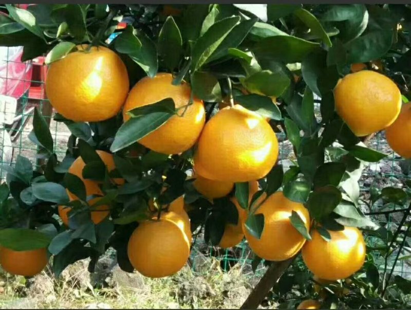 脐橙/血橙/红肉脐橙苗橙子苗基地嫁接当年挂果