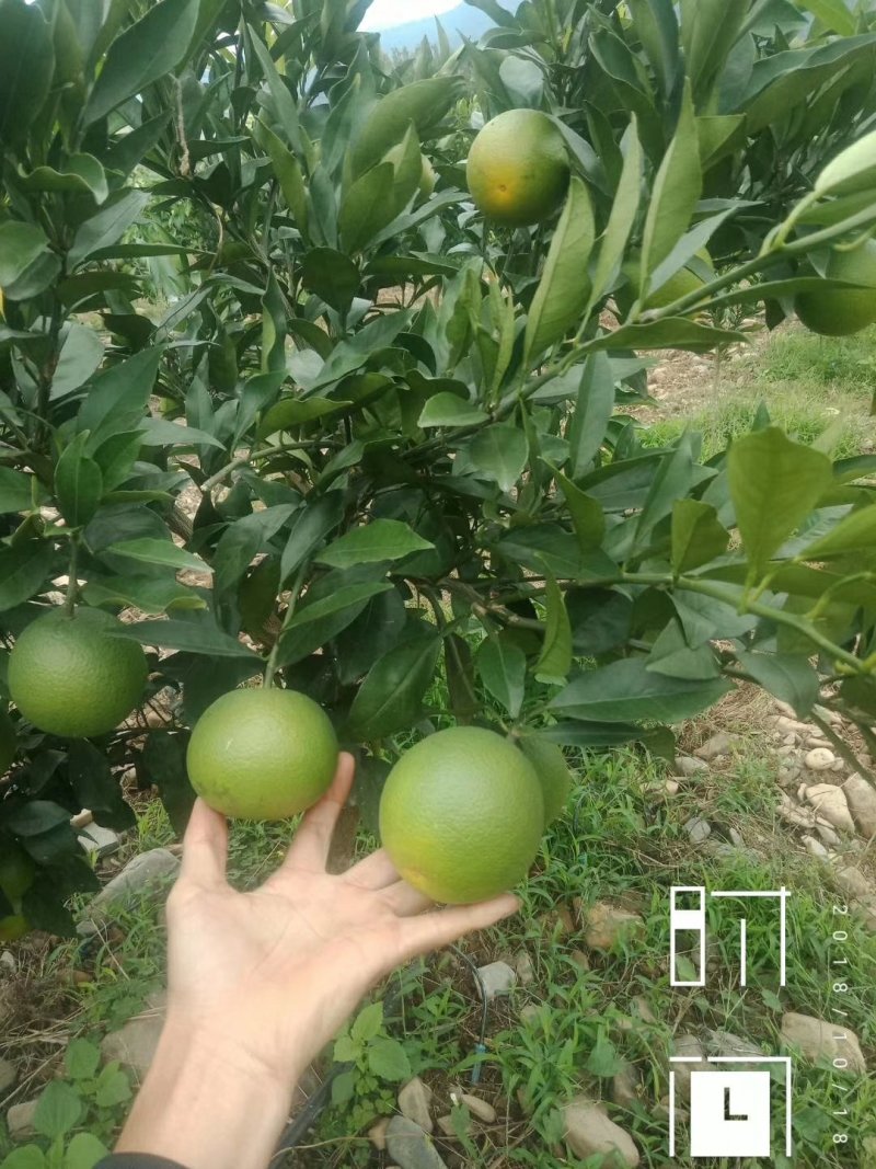 脐橙/血橙/红肉脐橙苗橙子苗基地嫁接当年挂果