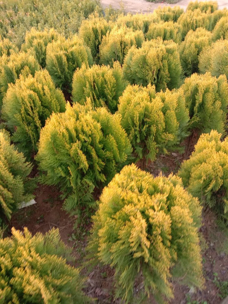 洒金柏树苗，苗圃直销，现挖现卖带土球，成活率高