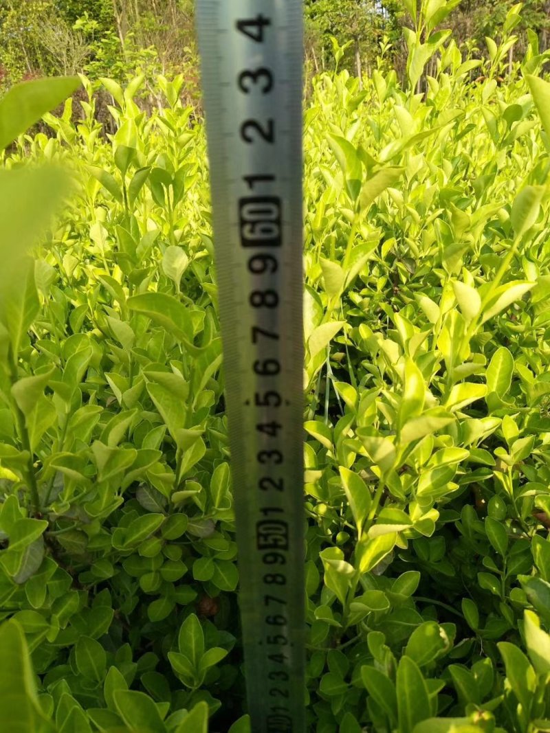 卫矛常年供应各种规格卫矛苗，量大苗好