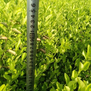 卫矛常年供应各种规格卫矛苗，量大苗好