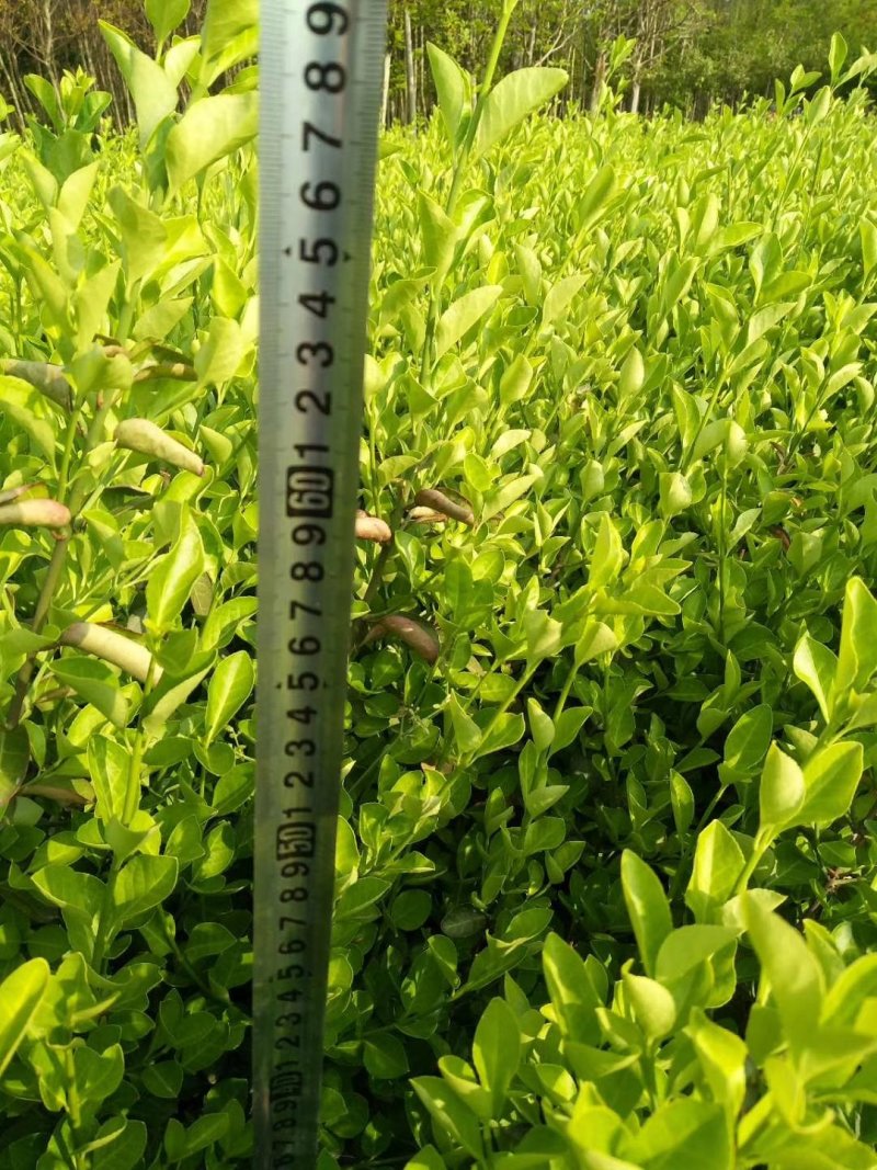 卫矛常年供应各种规格卫矛苗，量大苗好