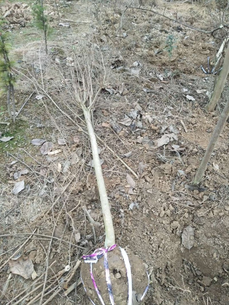 紫薇各种规格的，花色齐全。量大