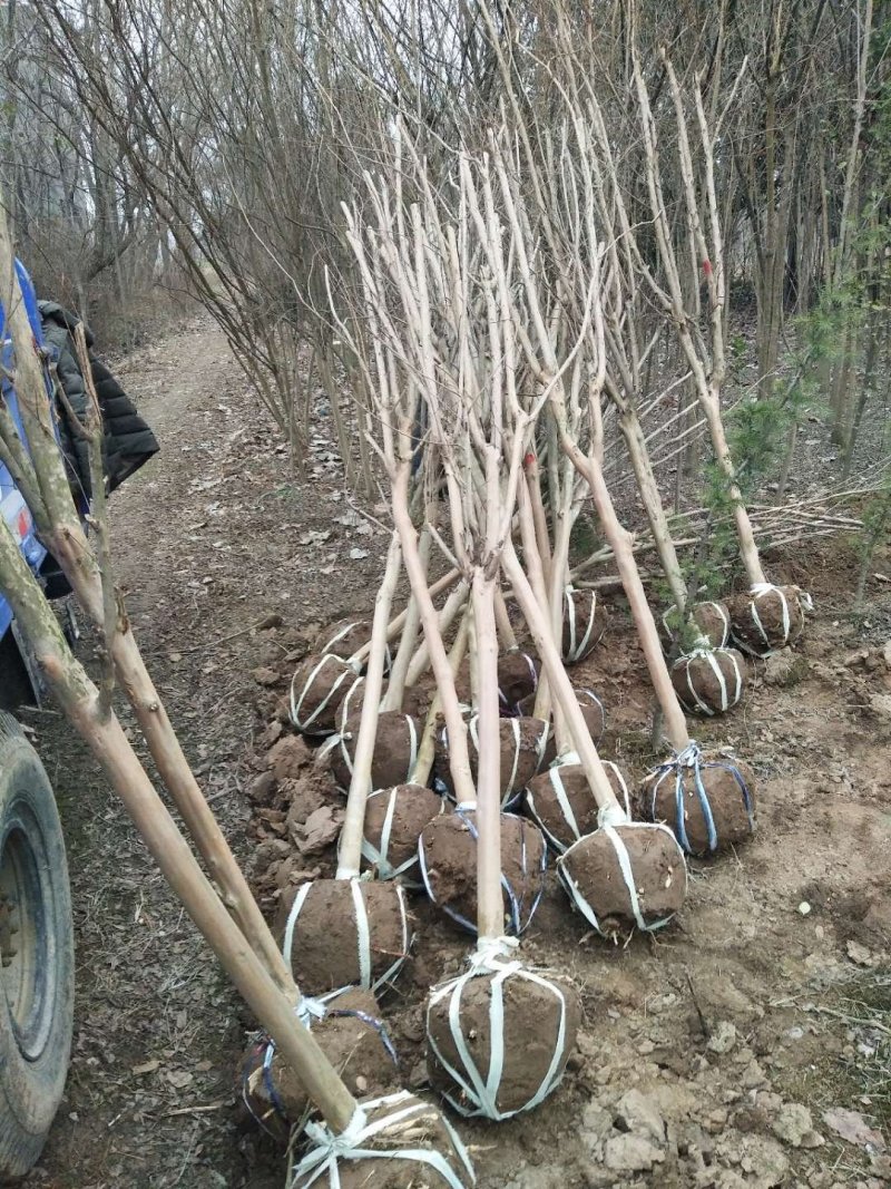 紫薇各种规格的，花色齐全。量大