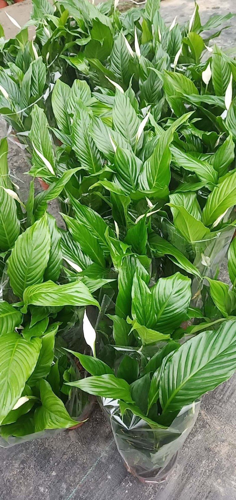 白掌盆栽基地直发
