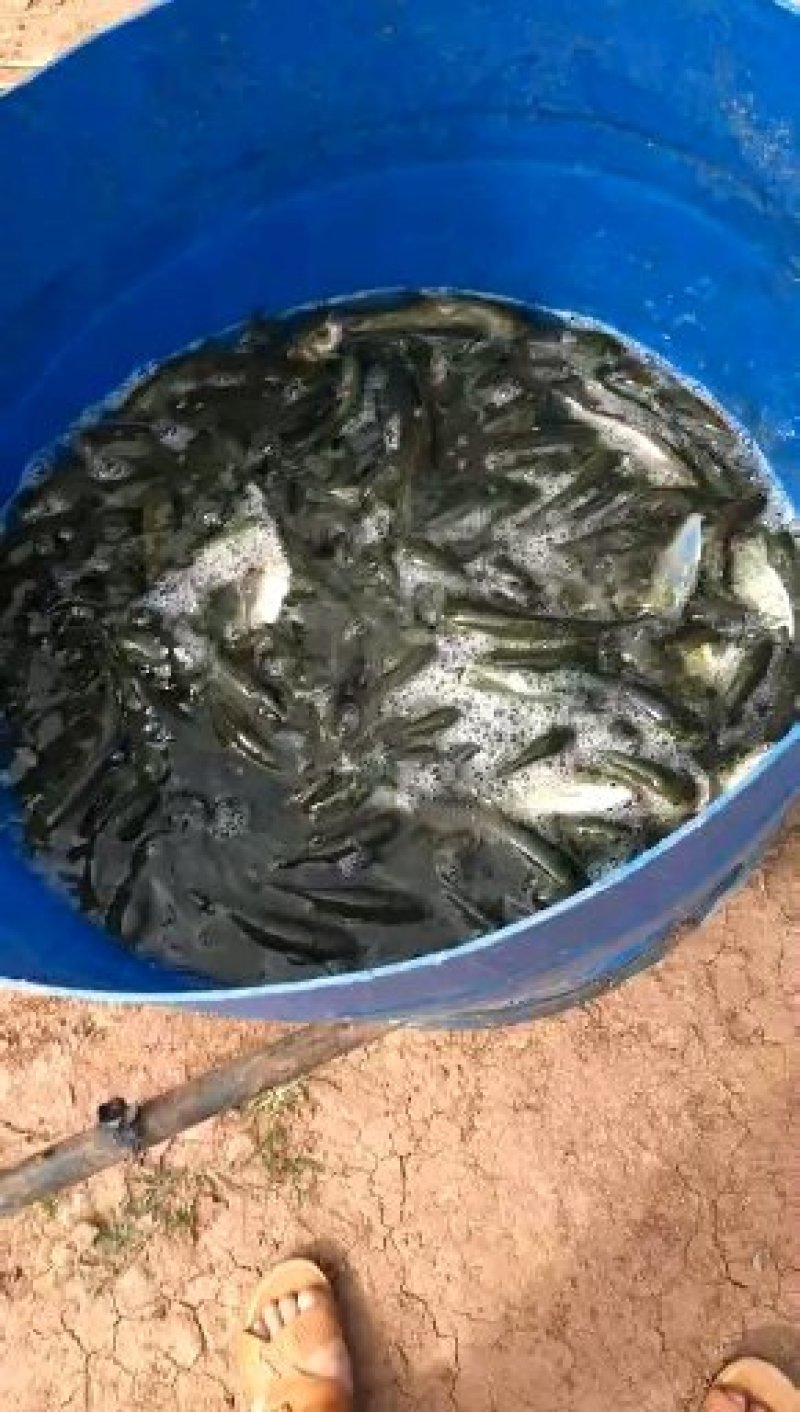 大量出售，大口鲶鱼苗，欢迎老板进店咨询，免费送货到家
