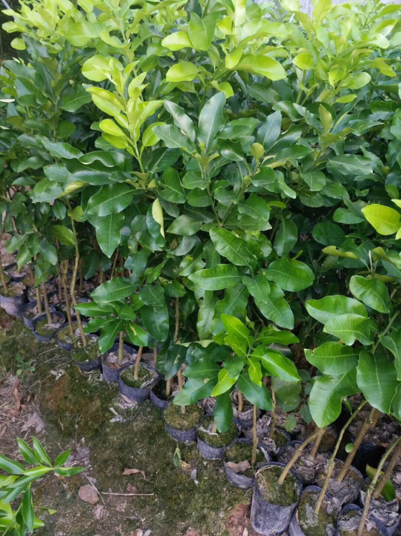 红肉蜜柚苗口感好酸甜可口易成活