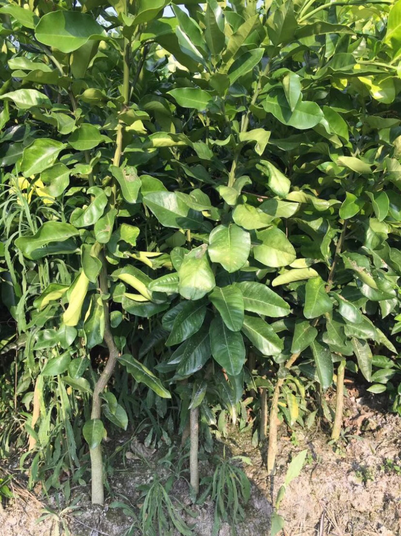 红肉蜜柚苗口感好酸甜可口易成活