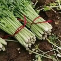 精品西芹皇后西芹芹菜可实地查看包食宿路费