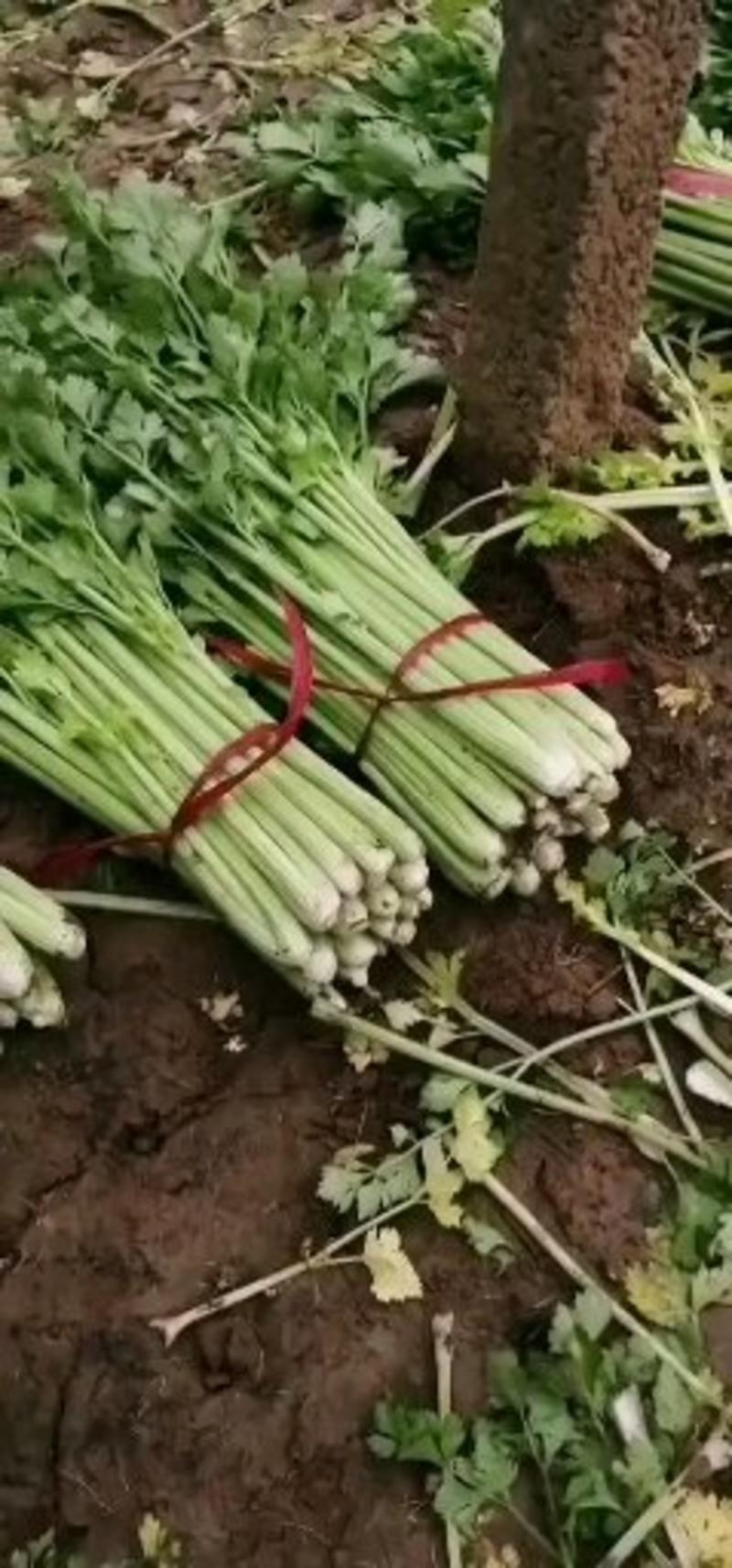 精品西芹皇后西芹芹菜可实地查看包食宿路费