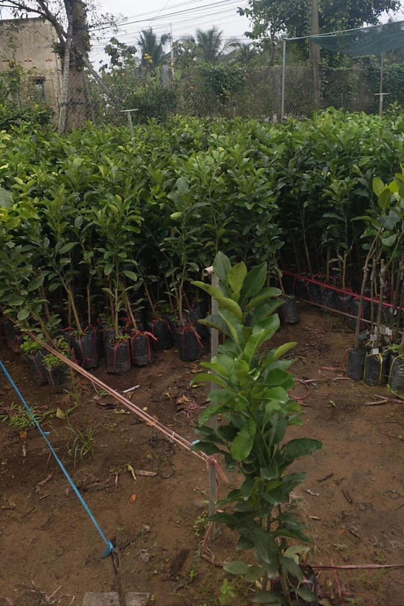 泰国青柚苗带原土营养杯发货成活率达到百分