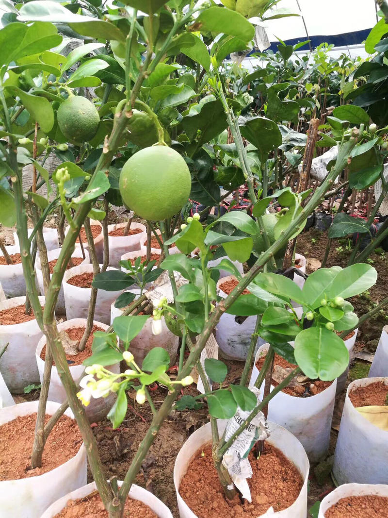 泰国青柚苗带原土营养杯发货成活率达到百分