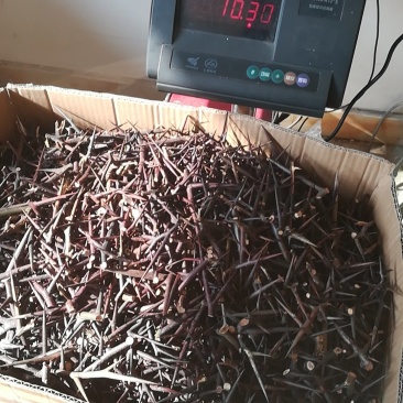 皂角刺