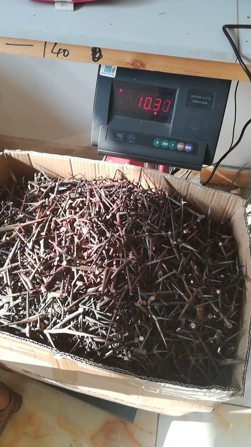 皂角刺