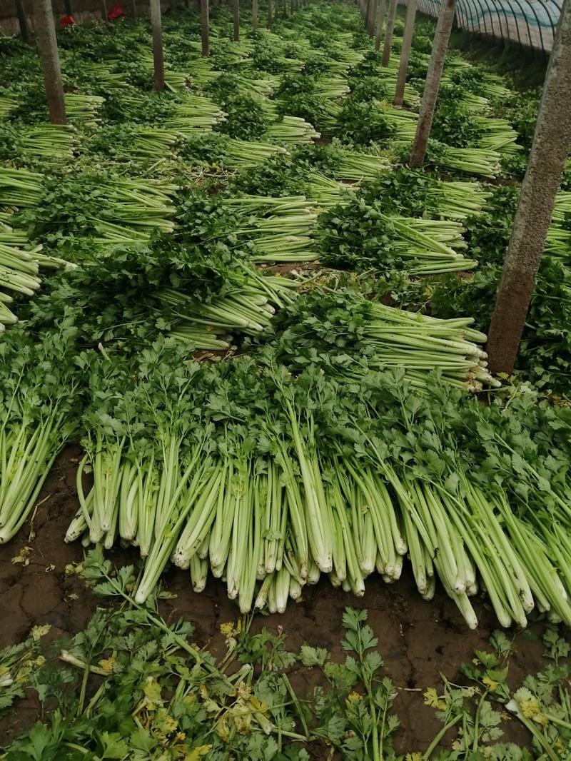 精品西芹皇后西芹芹菜可实地查看包食宿路费