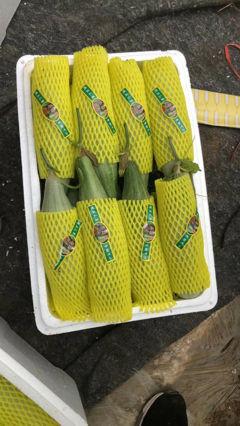山东羊角蜜甜瓜，羊角脆甜瓜，地头装车，质量有保证