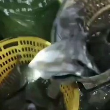 多宝鱼