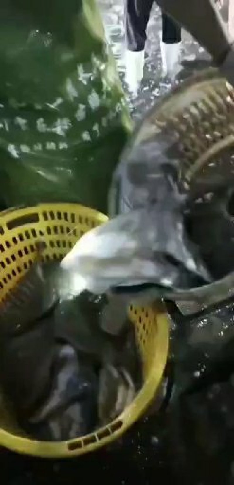 多宝鱼