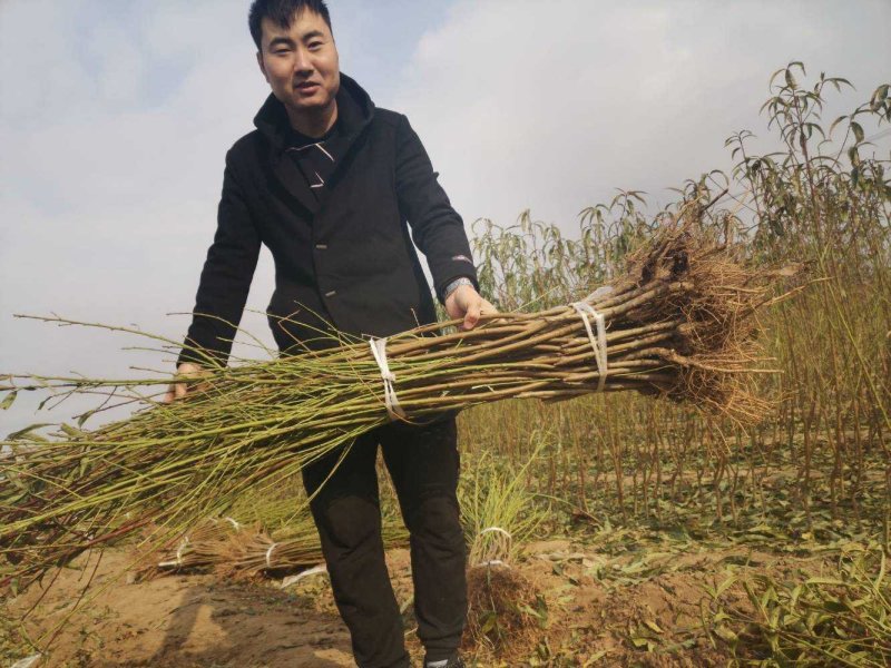血桃苗口感爽脆基地直发，包技术指导可签订合同