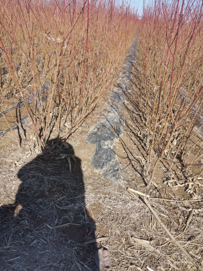 血桃苗口感爽脆基地直发，包技术指导可签订合同