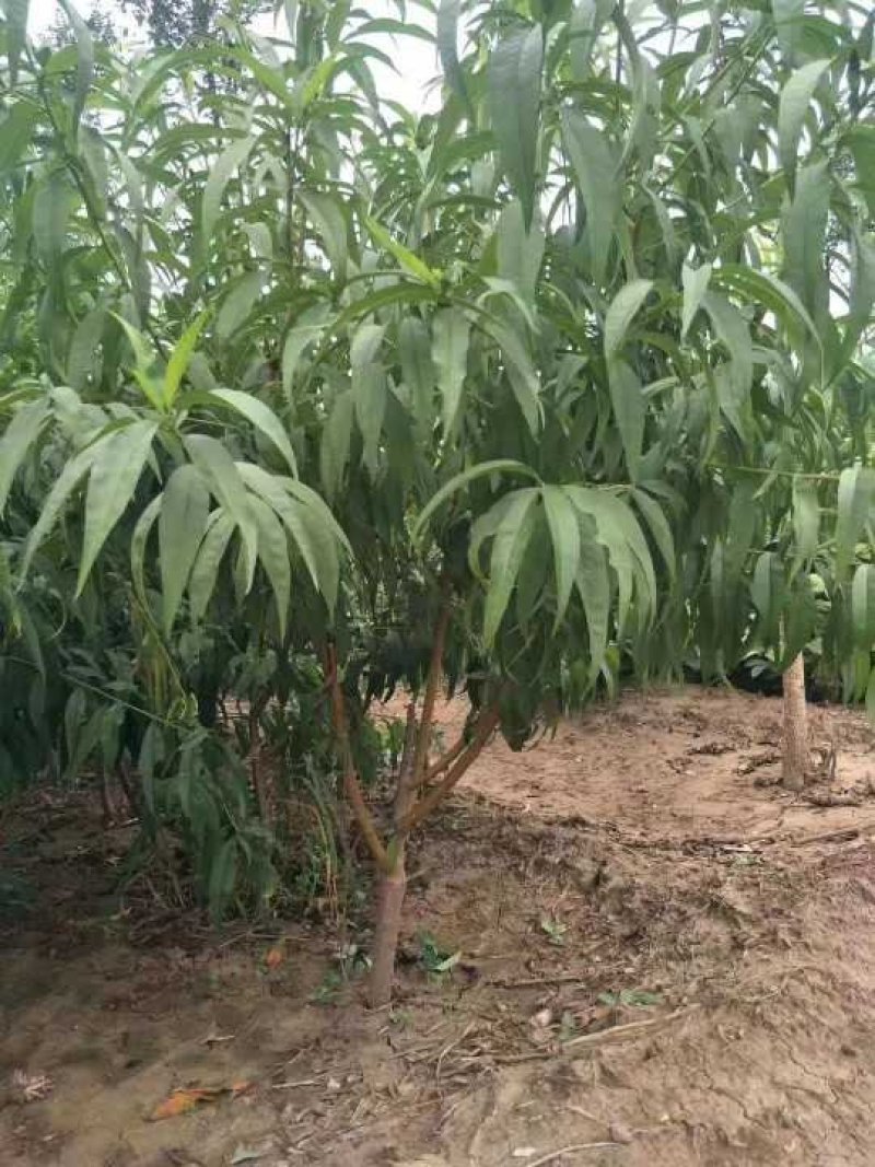 血桃苗口感爽脆基地直发，包技术指导可签订合同
