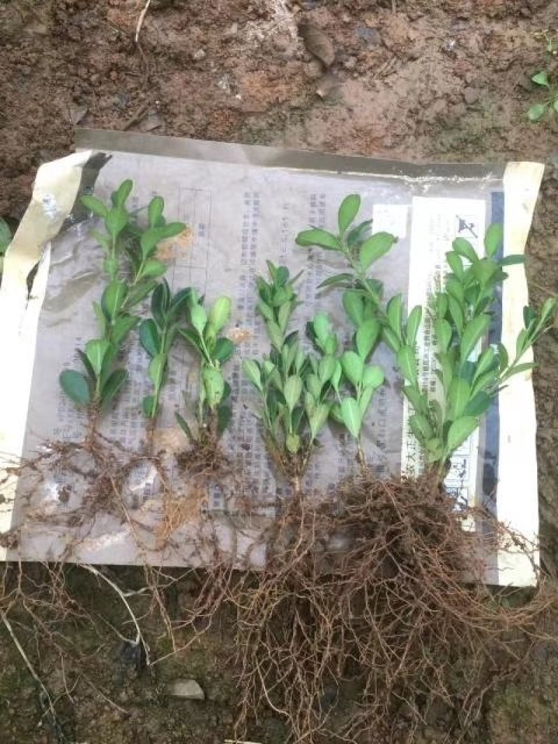 黄杨扦插苗小叶黄杨苗根系发达基地直发量大优惠