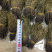 独脚金10公分的特级货包邮