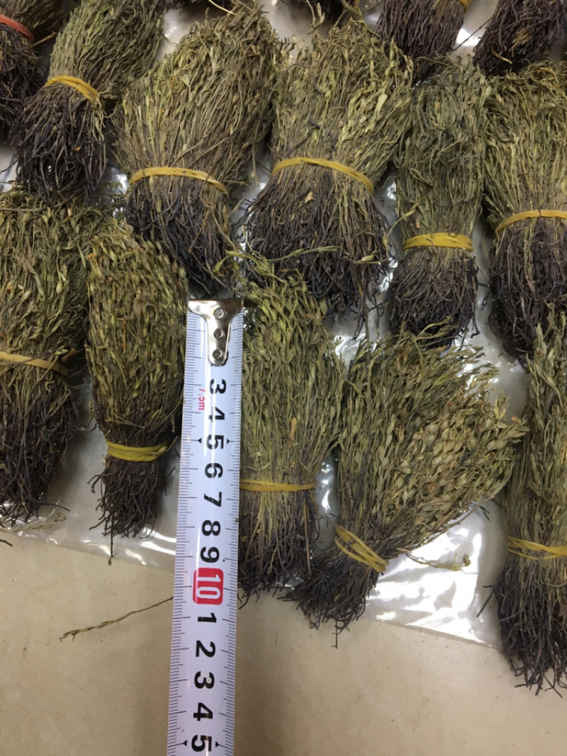独脚金10公分的特级货包邮
