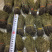 独脚金10公分的特级货包邮
