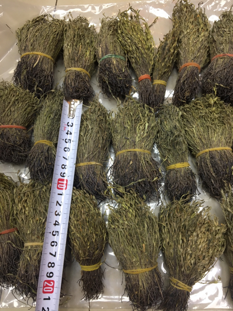 独脚金10公分的特级货包邮